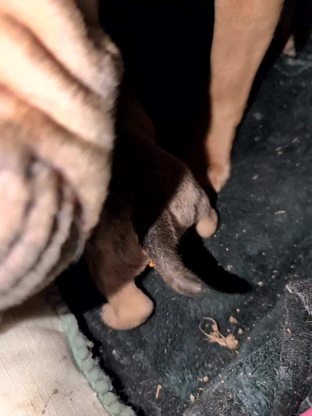 Mixed Breed dogs for sale:  cane corso cross Shar pei  - Video 1