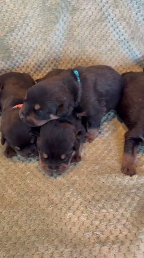 Rottweiler dogs for sale: Outstanding rottweiler puppies - Video 1