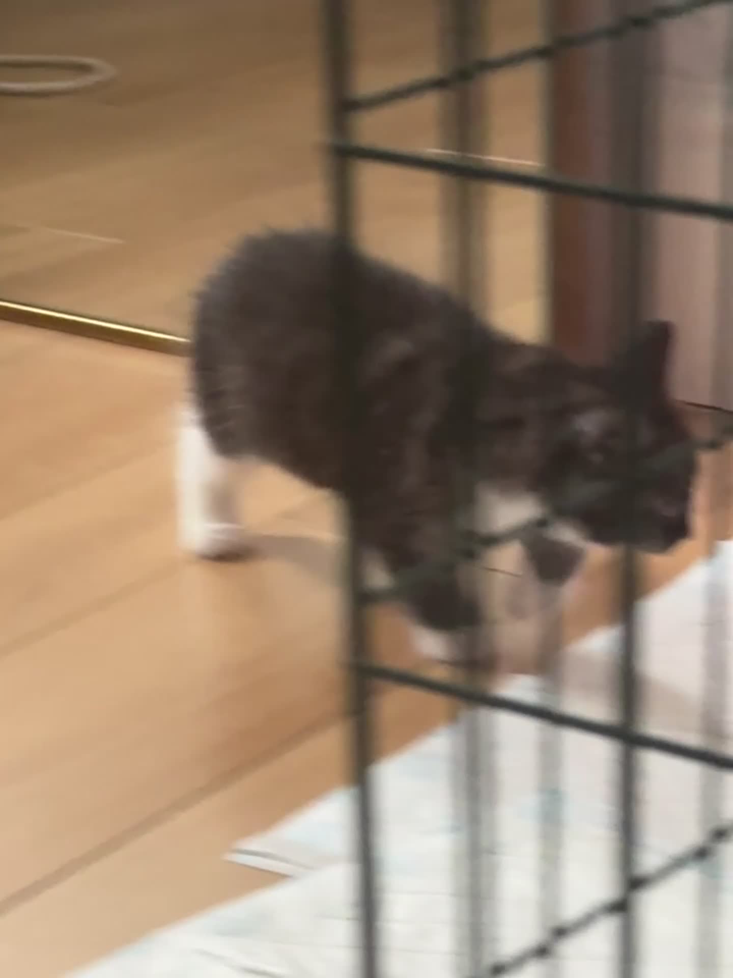 British Shorthair cats for sale: Bengal x British short hair  - Video 1