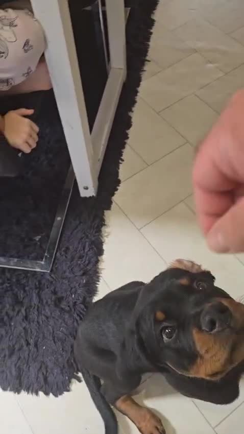 Rottweiler dogs for sale: Denzil  - Video 1