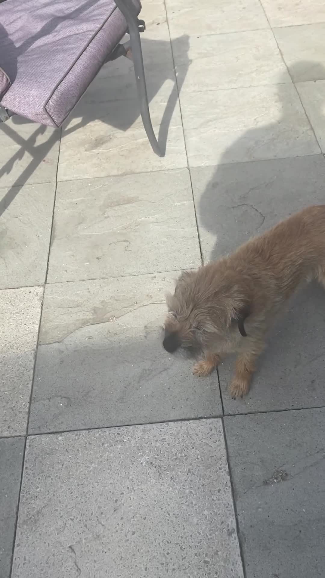 Border Terrier dogs for sale: Coco and Bella need new homes 😢 in Pickering - Video 1