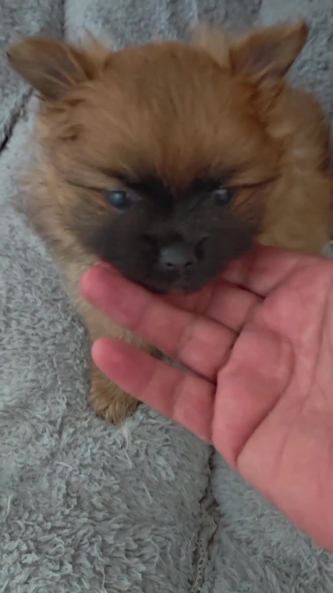 Pomeranian dogs for sale: 2 gorgeous Pomeranians  - Video 1