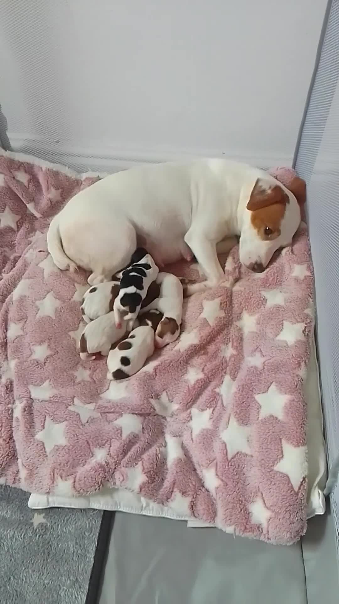 Jack Russell dogs for sale: Marzena Pawel .S./Jack Russell  - Video 1