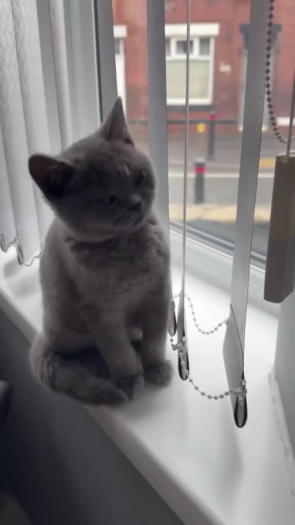 British Shorthair cats for sale: British Short Hair  - Video 3