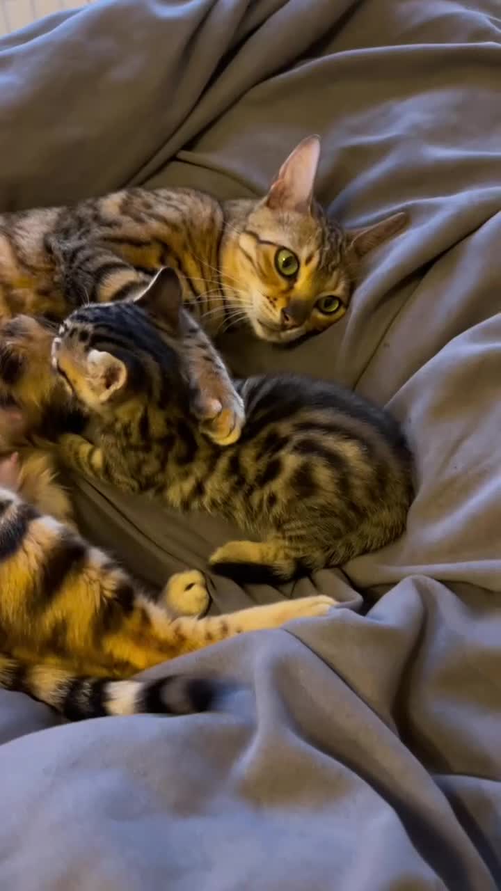 Bengal cats for sale: Beautiful bengal kittens for sale, norwich nr9 - Video 2