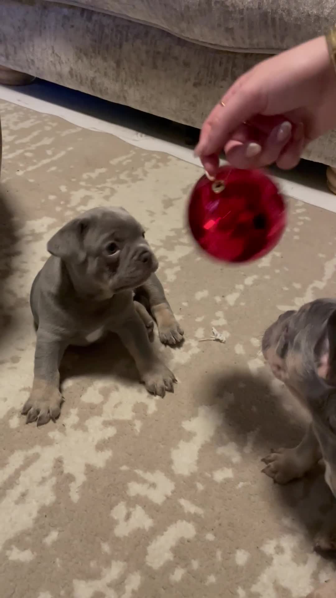 French Bulldog dogs for sale: French bulldog pups - Video 1