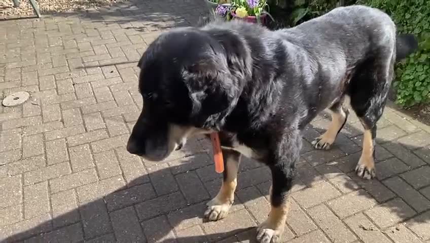 Mixed Breed dogs for adoption: Gentle giant Grandad needs a retirement home  in Plymouth - Video 1