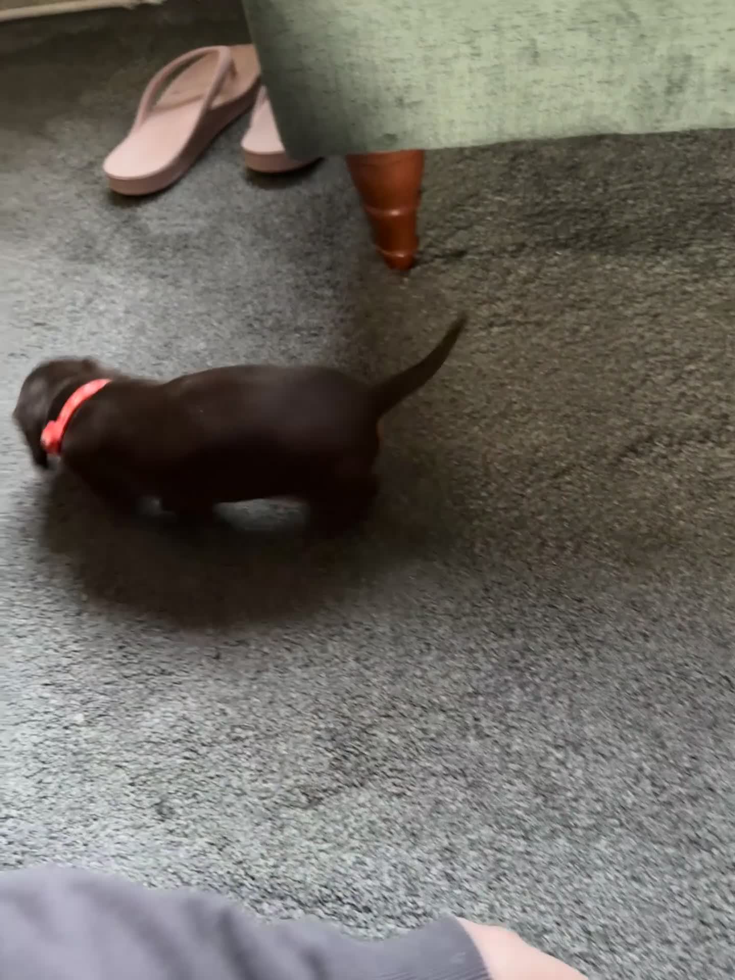 Miniature Dachshund dogs for sale: Smooth haired Miniature dachshund - Video 5
