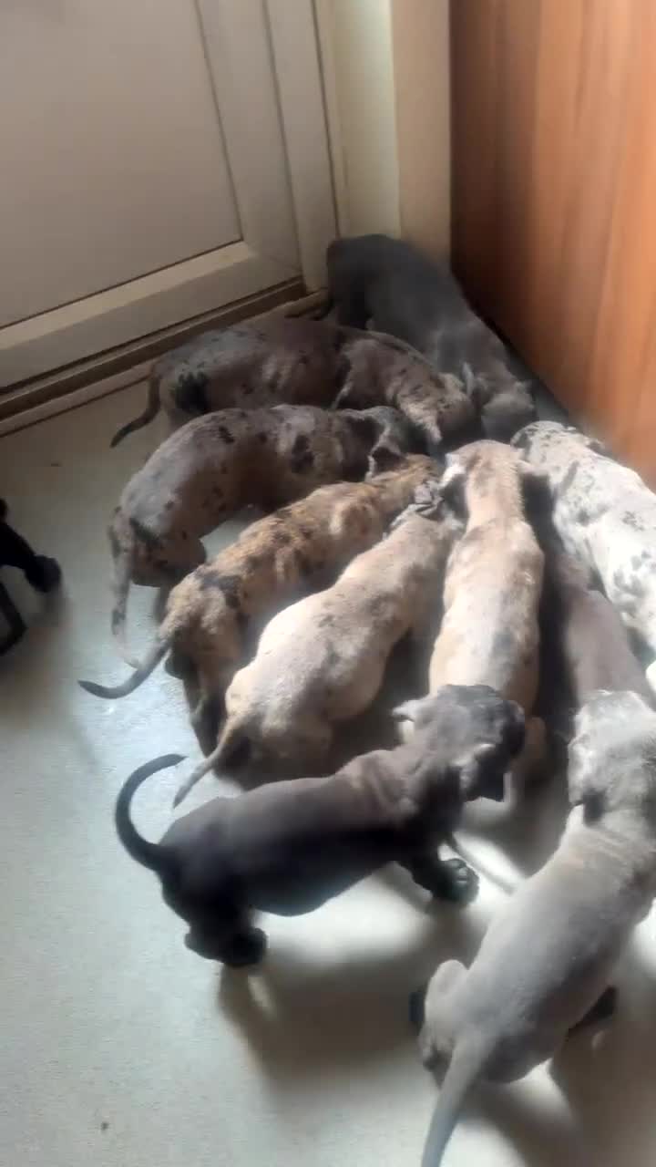 Cane Corso dogs for sale: 🐾 Cane corso litter with distinctive colours  🐾 - Video 3