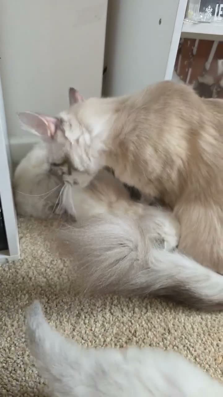 Ragdoll cats for sale: Accidental litter  - Video 5