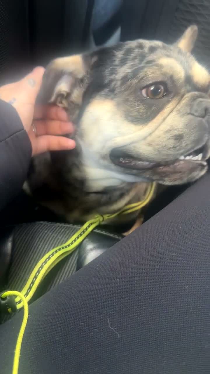 French Bulldog dogs for sale: Make French bulldog  in Bolton - Video 1