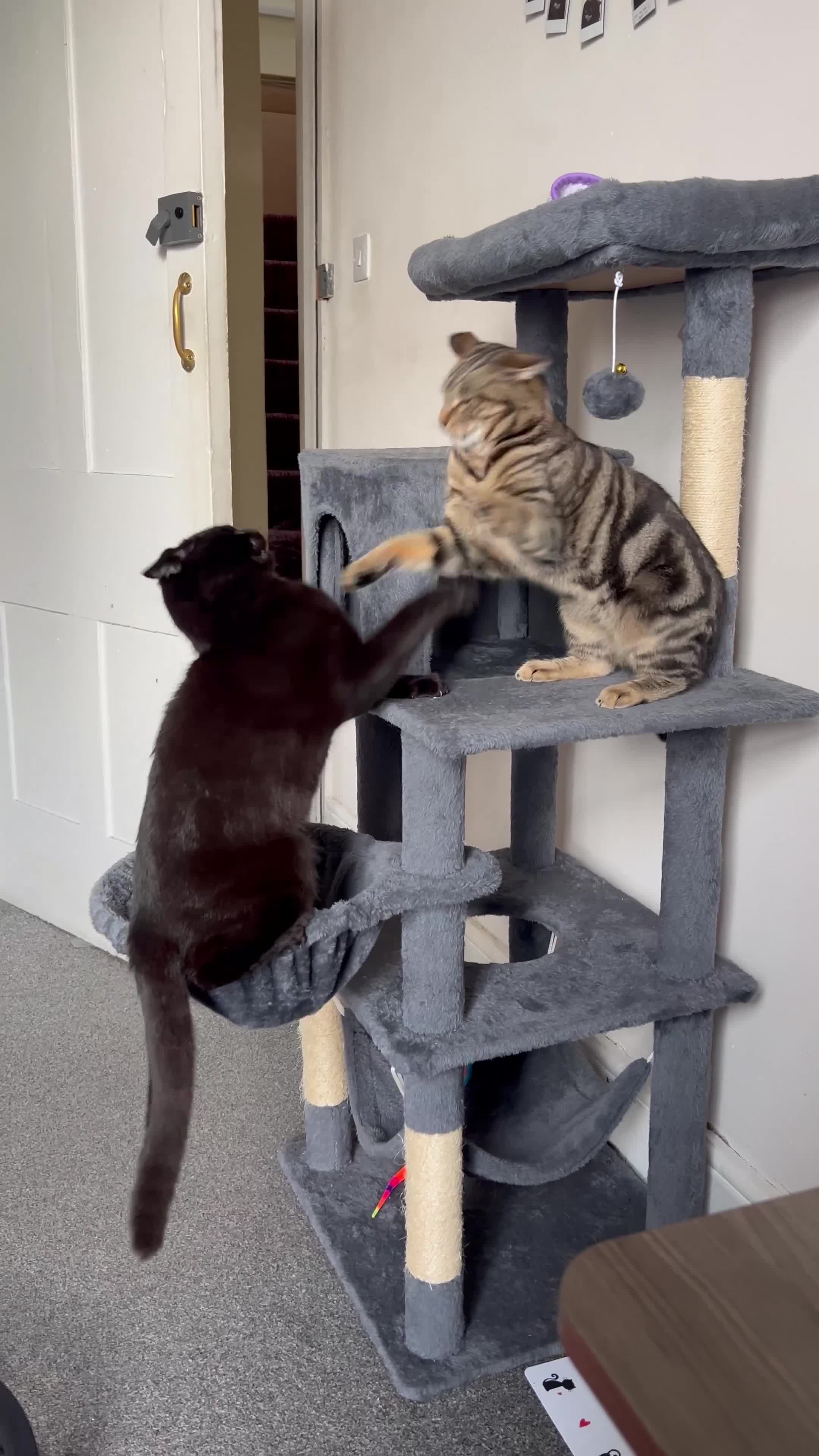 Mixed Breed cats for sale: Mixed British shorthair and domestic shorthair  - Video 1