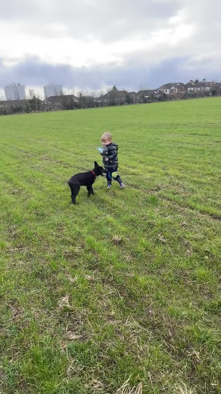 German Shepherd dogs for sale: German Shepherd - Video 1