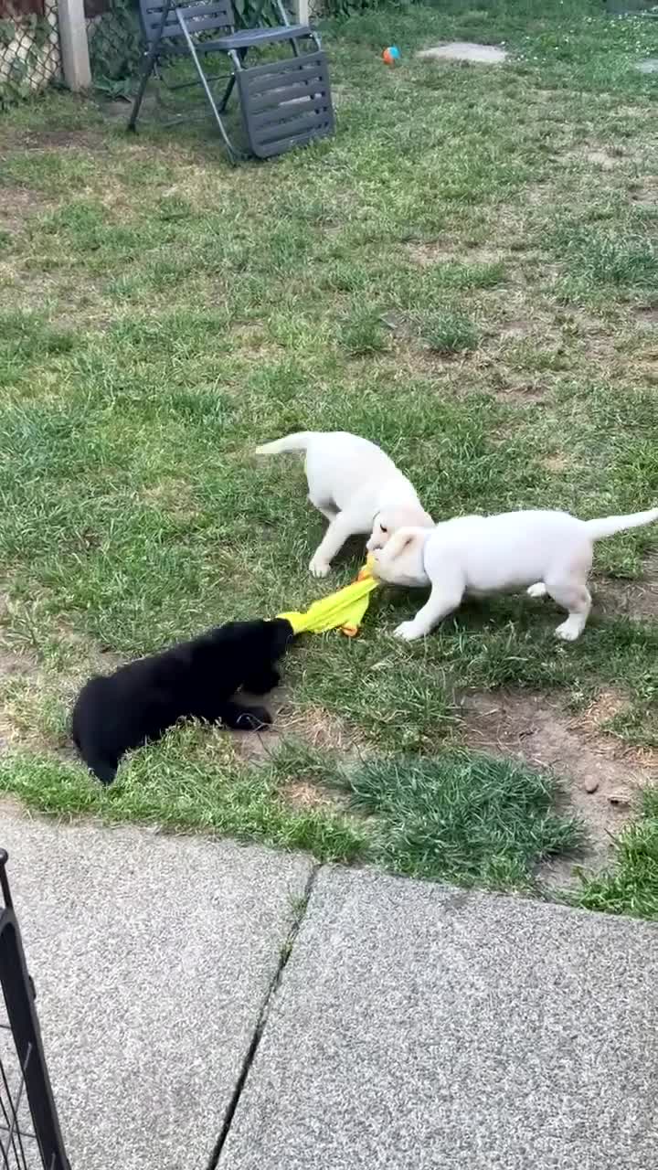 Labrador Retriever dogs for sale: (3 left) ADORABLE LABRADOR PUPPIES FOR SALE 🐾  - Video 2