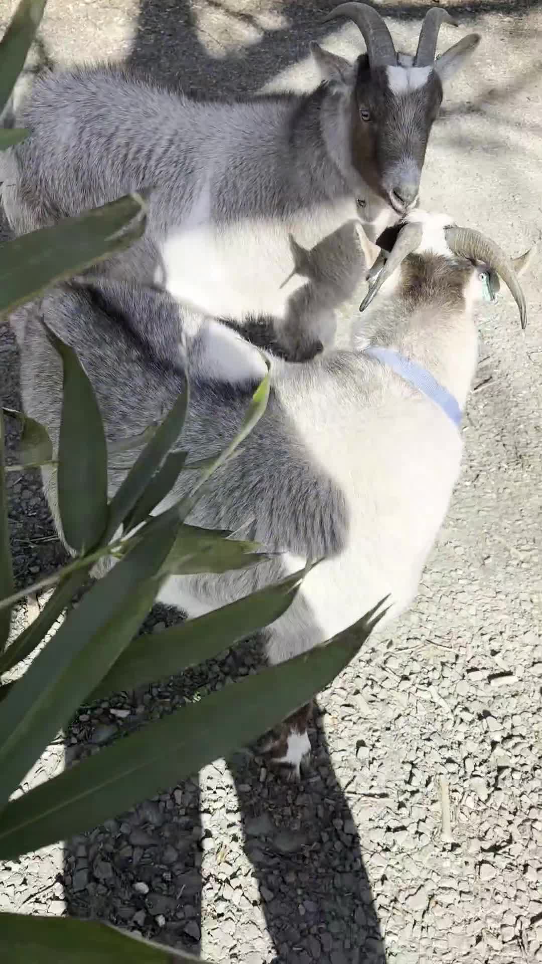 Goats livestock for sale: 2 gorgeous wethered Pygmy brothers - Video 1