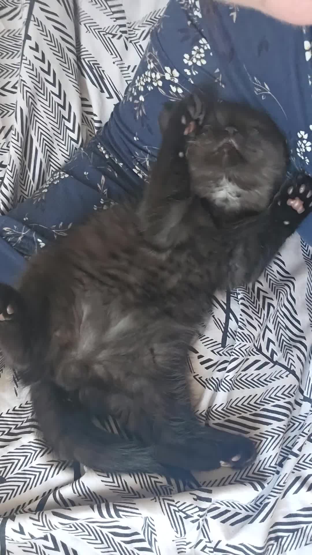 Persian cats for sale: Chunky Persian × British  - Video 1