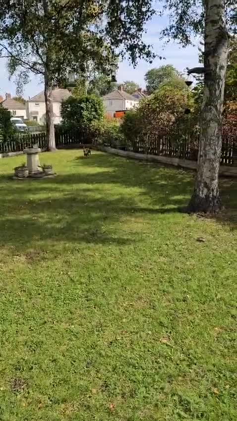 Miniature Dachshund dogs for stud: FLUFFY MINI DACHSHUND FOR STUD - Video 1