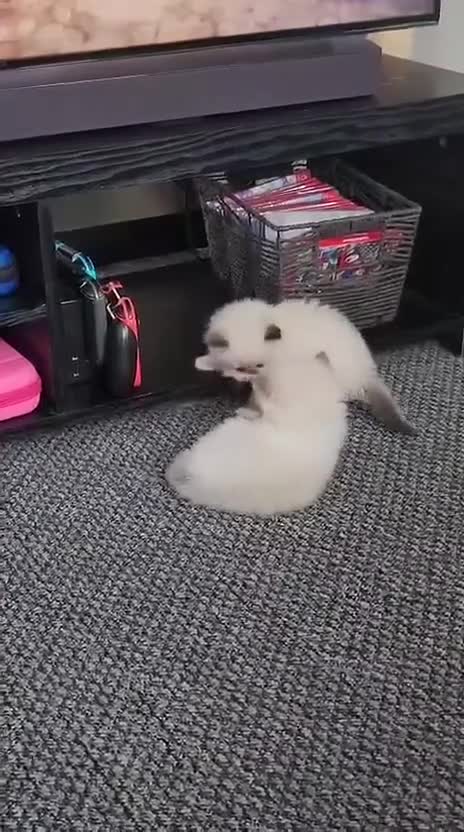 Ragdoll cats for sale: Pure Ragdoll Kittens Ready For Forever Homes in Ilford - Video 2