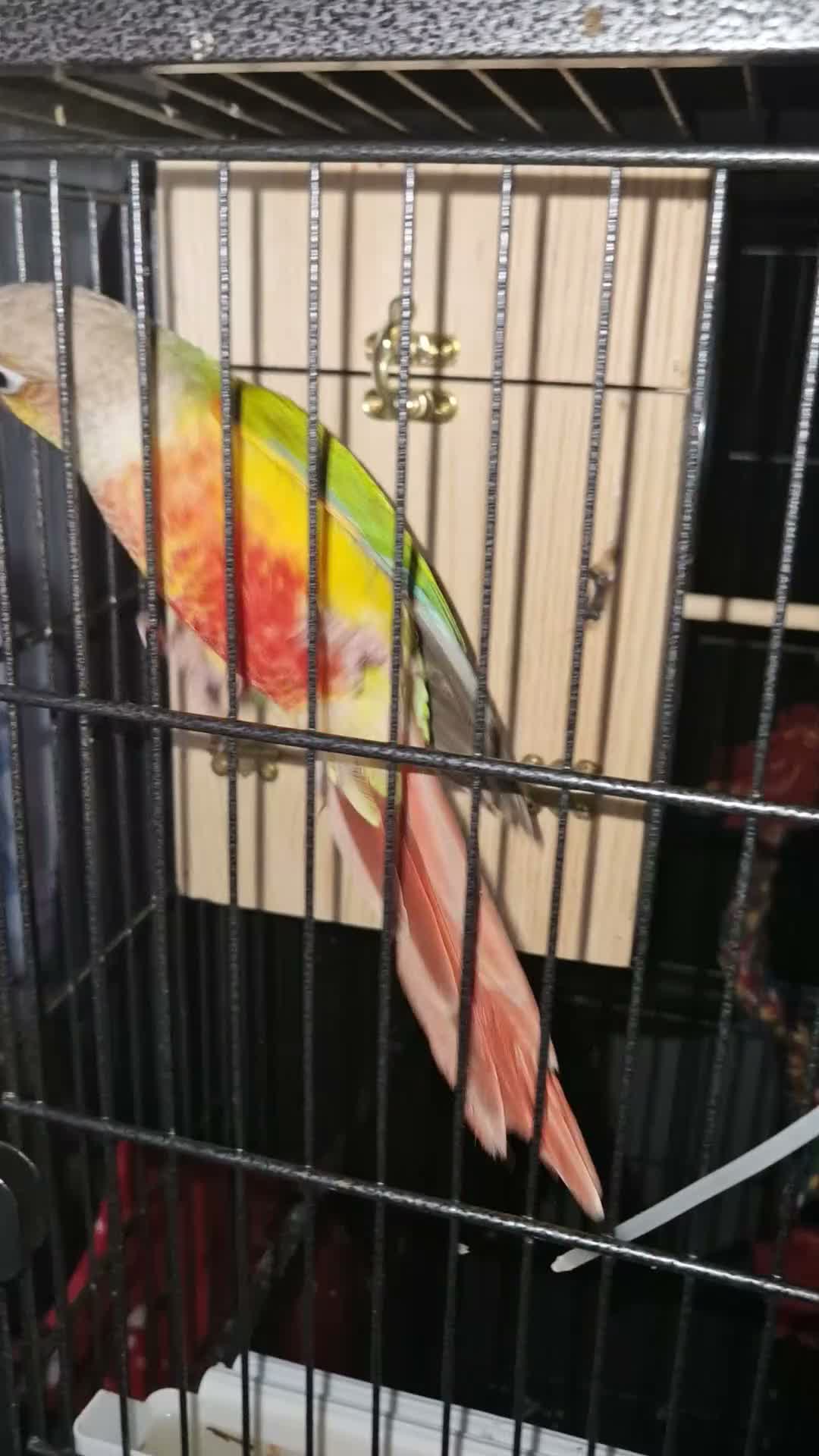 Conures birds for sale: Pineapple conure looking for forever home - Video 1
