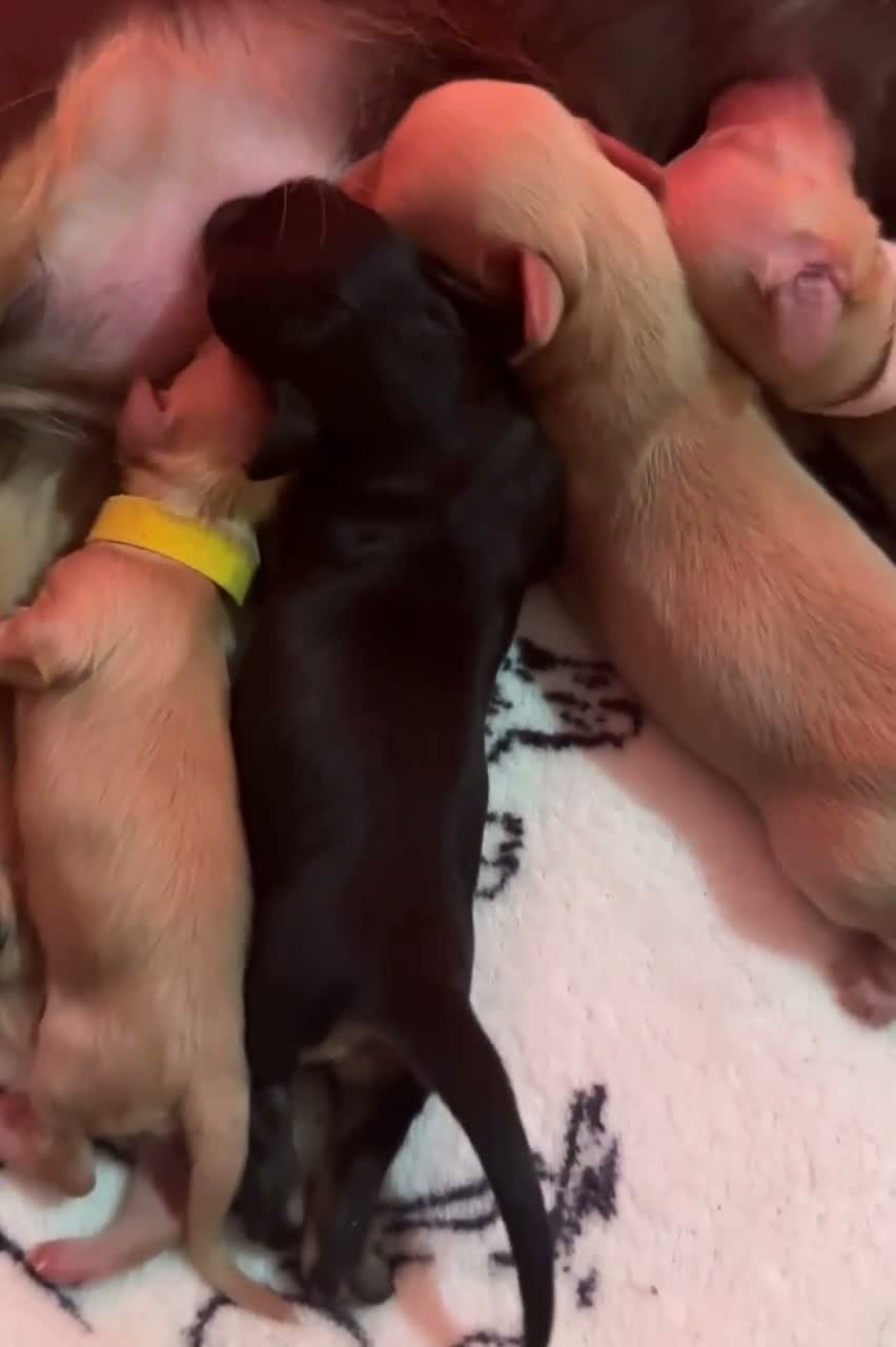 Miniature Dachshund dogs for sale: Premium quality Minature Daschunds | DNA Tested  - Video 1