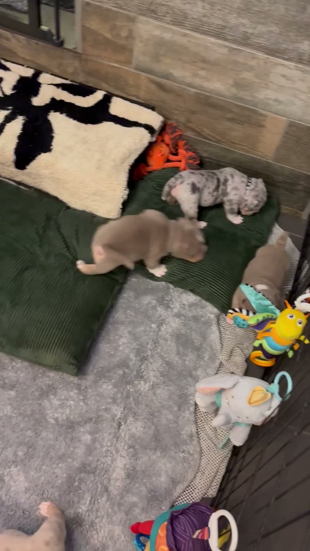 Olde English Bulldogge dogs for sale: 8 beautiful and chunky puppies amazing colours 🤩 in Coventry - Video 1