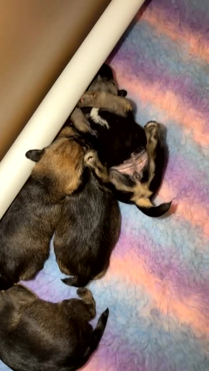 Border Terrier dogs for sale: Kc registered outstanding Border Terrier Pups  - Video 1