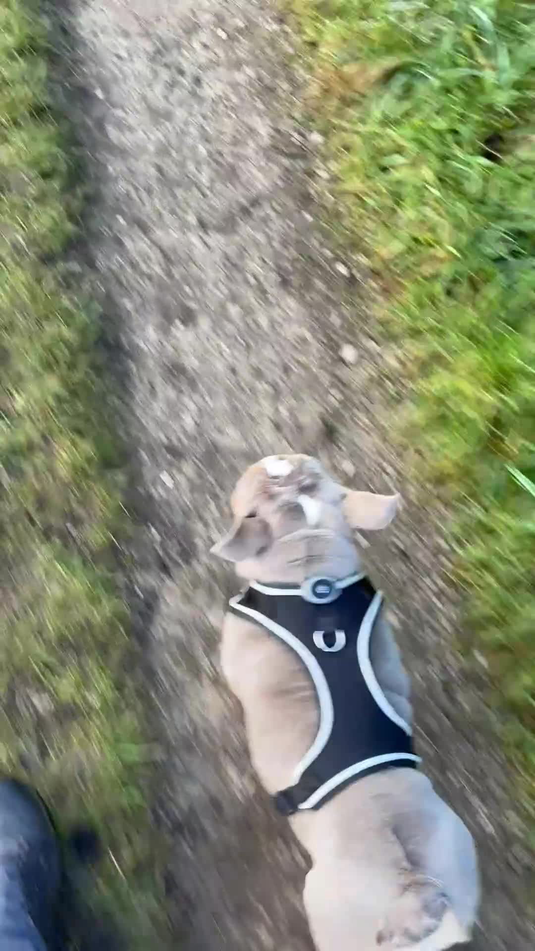 English Bulldog dogs for sale: 💙OUR BEAUTIFUL BOY LOOKING FOR A FOREVER HOME 💙 - Video 1