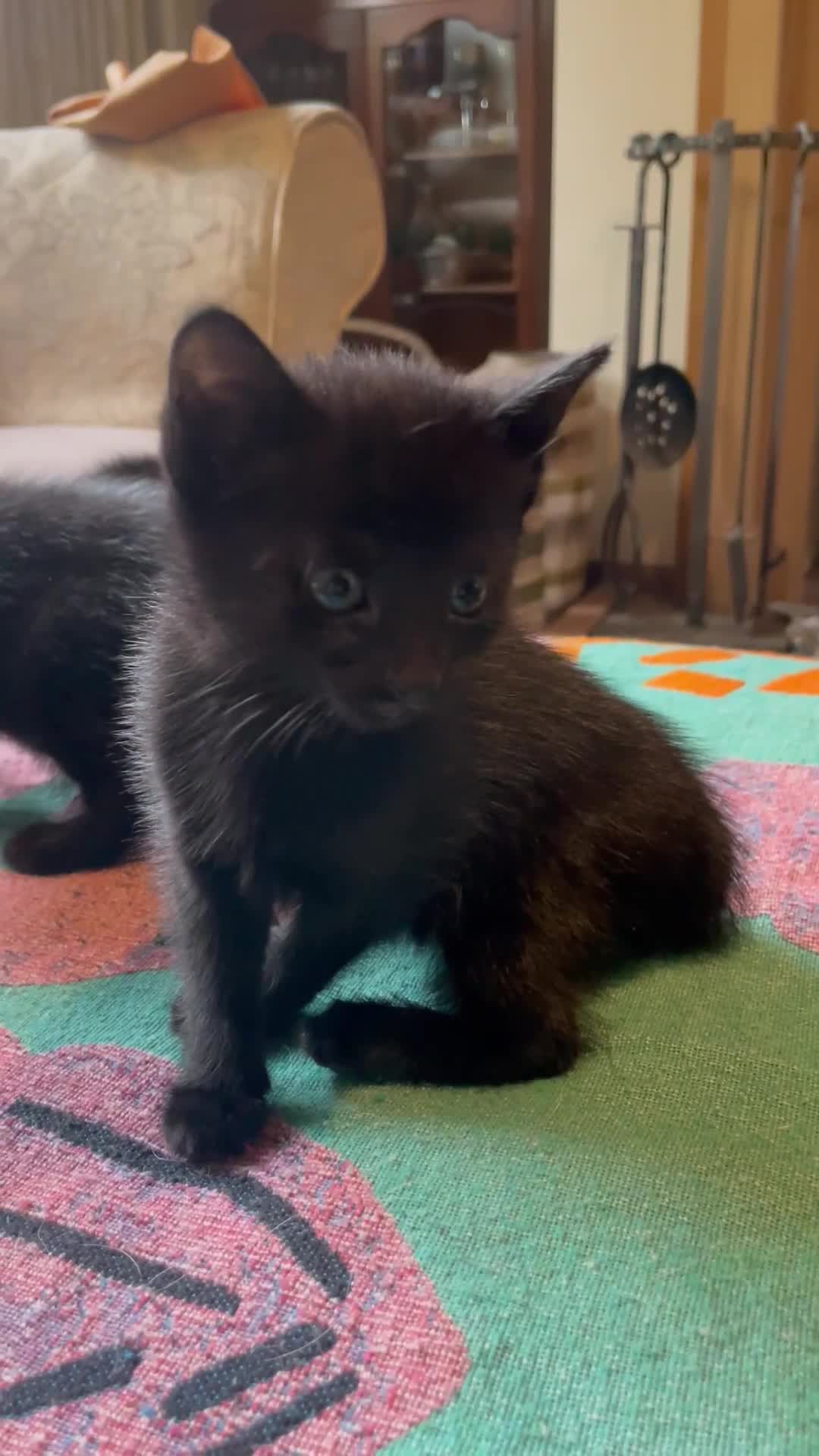 Mixed Breed cats for sale: Russian blue cross black and tabby kittens  - Video 1