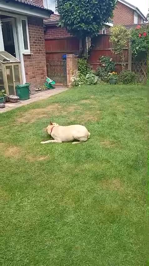 Mixed Breed dogs for adoption: ❤️🐶 STELLA – SMALL BODY, HUGE HEART, ENDLESS LOVE in Burton-on-Trent - Video 2