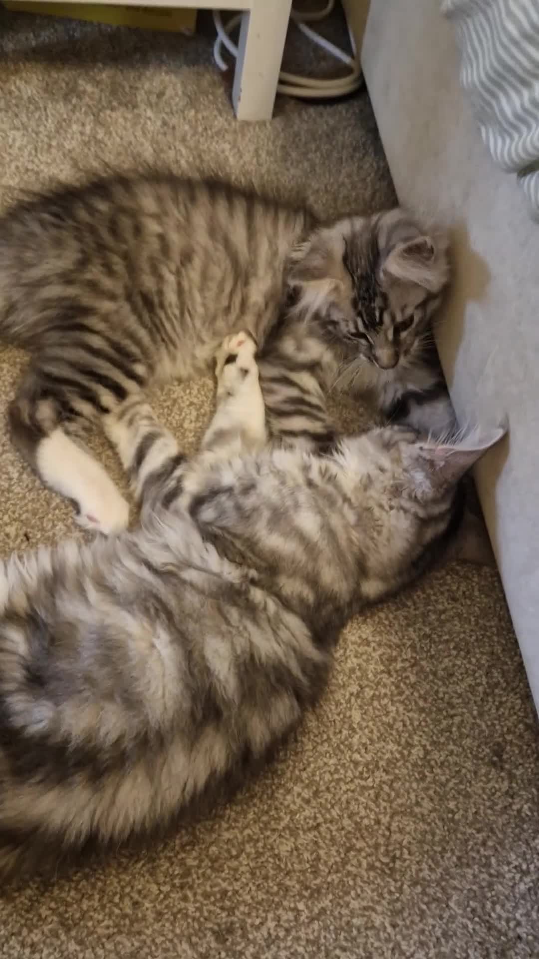 Maine Coon cats for sale: Last remaining Full Pedigree maine coon kittens  - Video 2