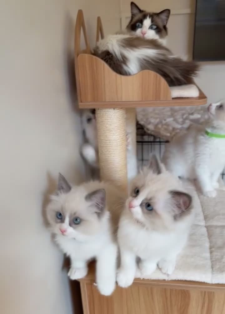 Ragdoll cats for sale: Fluffy Ragdoll Kittens🐾 in Peterborough - Video 4