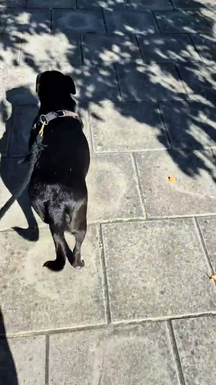 Mixed Breed dogs for adoption: Bramble ❤️  - Video 2