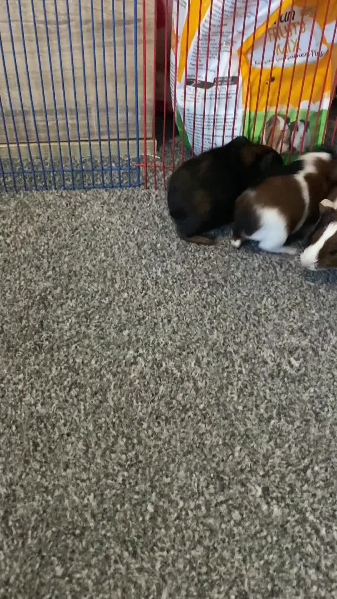 Guinea Pig rodents for sale: Lovely Guinea Pigs 2 Weeks to 7 Months  - Video 2