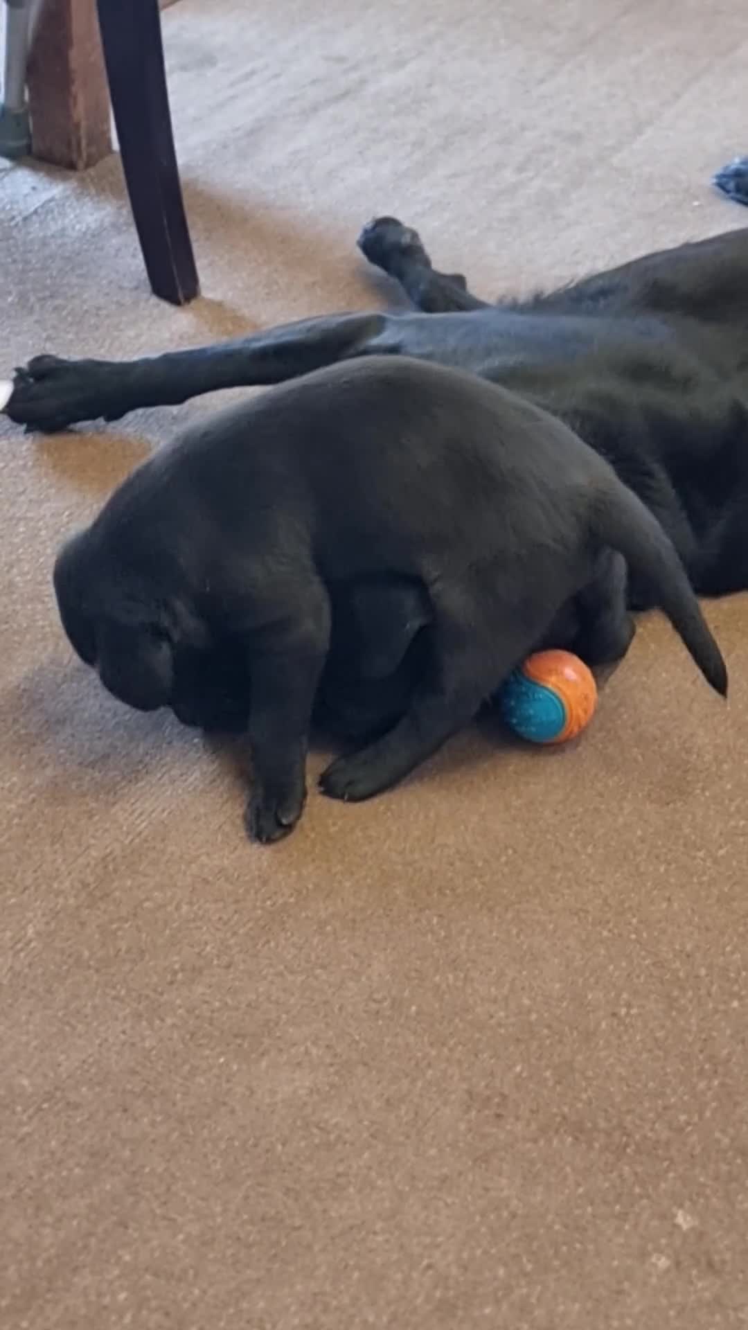 Labrador Retriever dogs for sale: Black Labrador puppy from working lines in Bromsgrove - Video 1