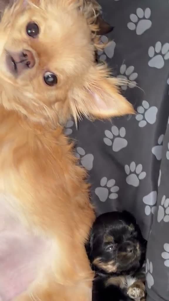 Chihuahua dogs for sale: Tiny Long Haired Chihuahua puppies  - Video 2
