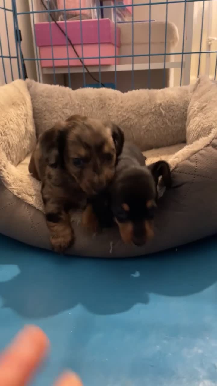 Miniature Dachshund dogs for sale: Miniature dachshund puppies - Video 2