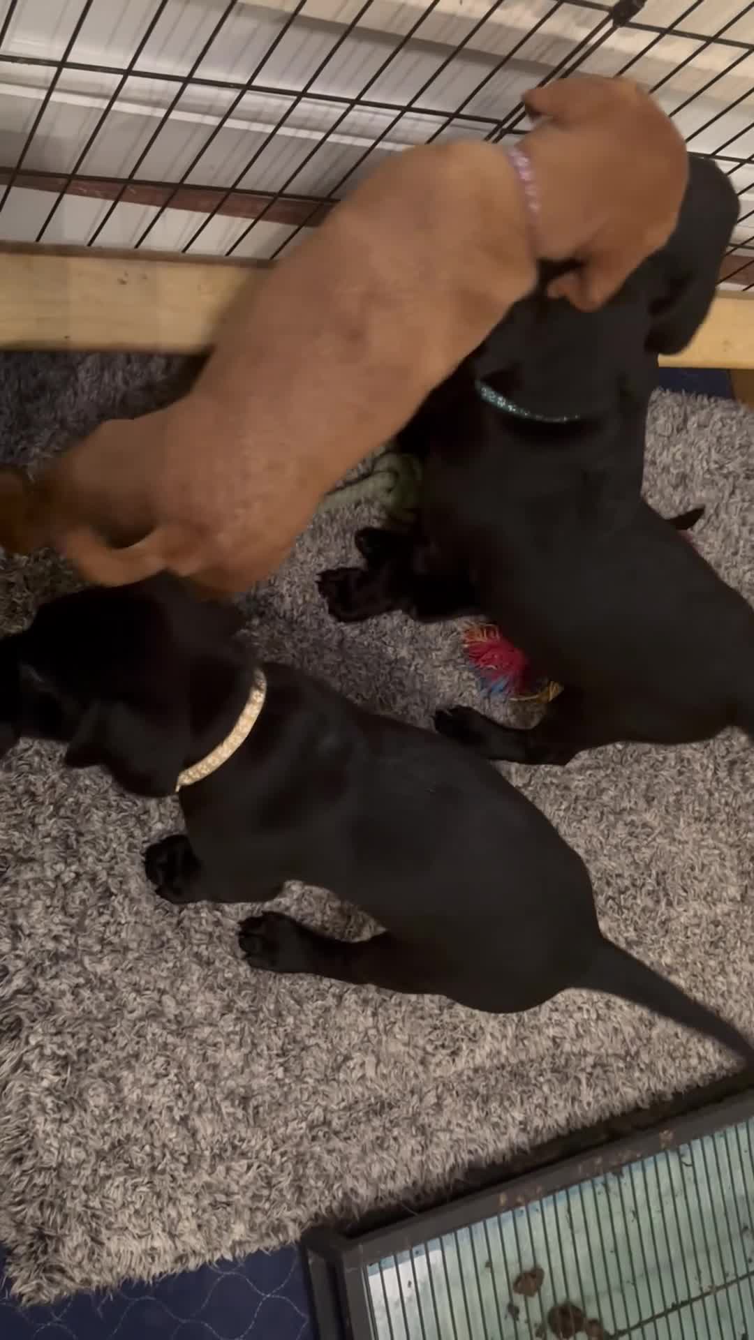 Labrador Retriever dogs for sale: Fully Health Tested Outstanding KC Reg Puppies - Video 4