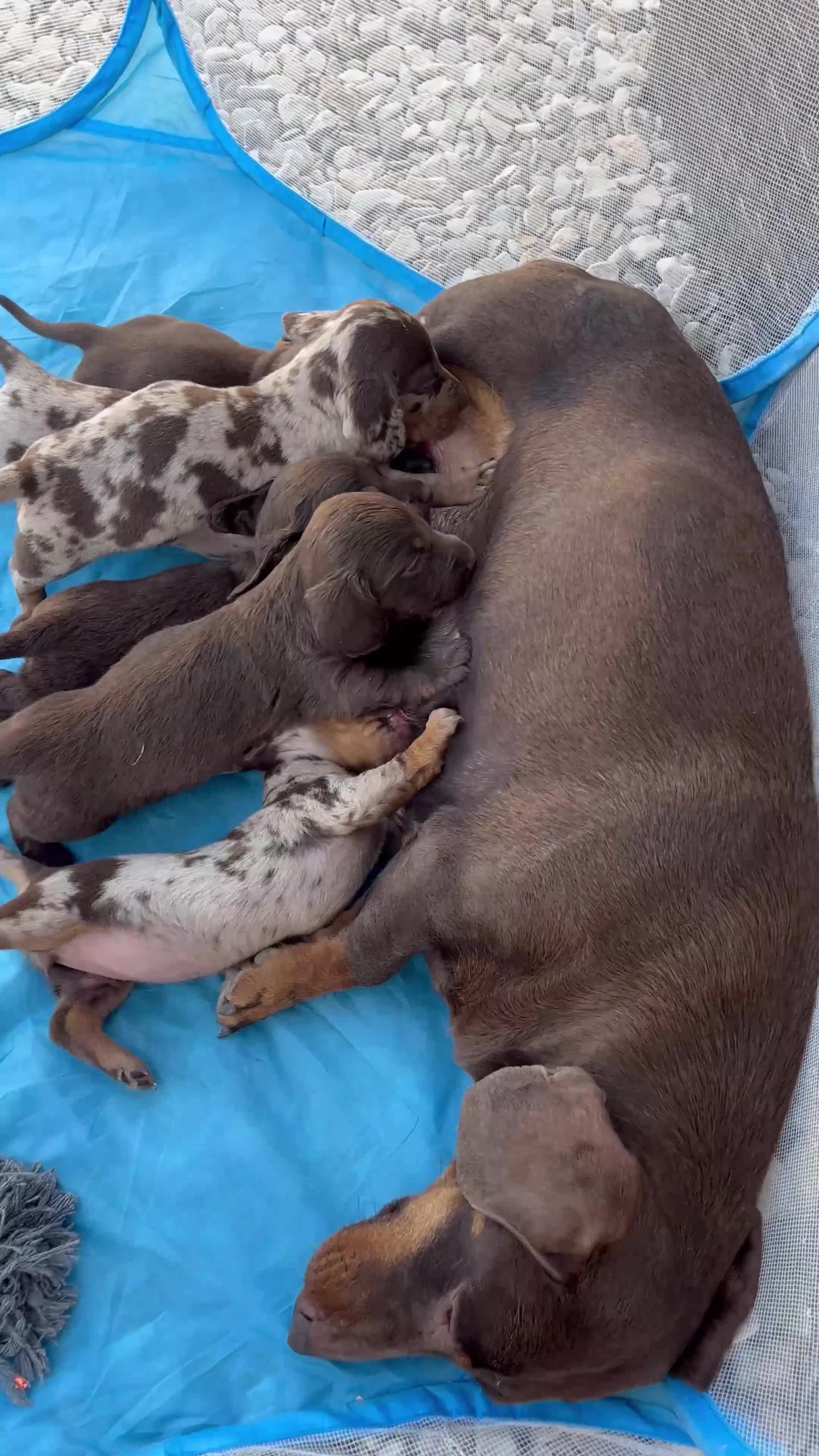 Dachshund dogs for sale: Beautiful Dachshunds  in Gloucester - Video 1