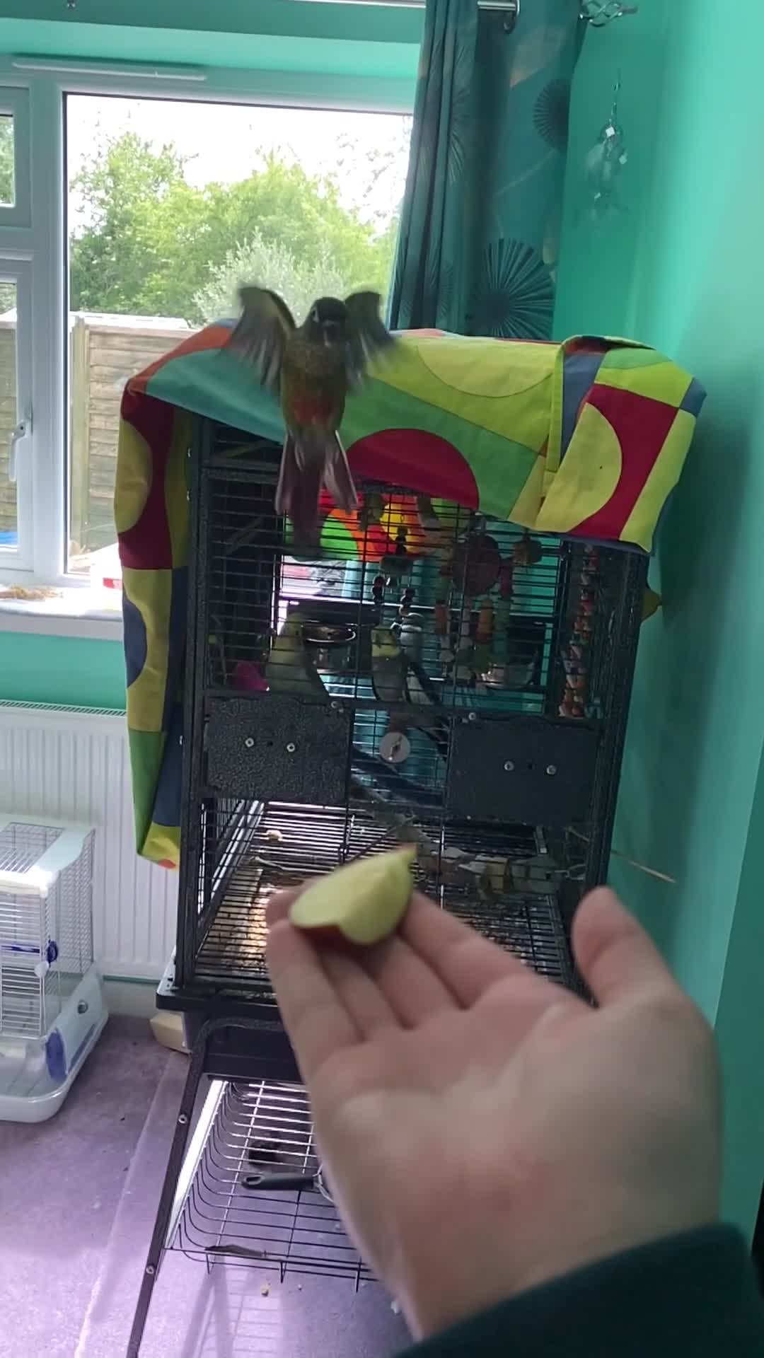 Conures birds for sale: Meet Belle and Killian! in Trowbridge - Video 1