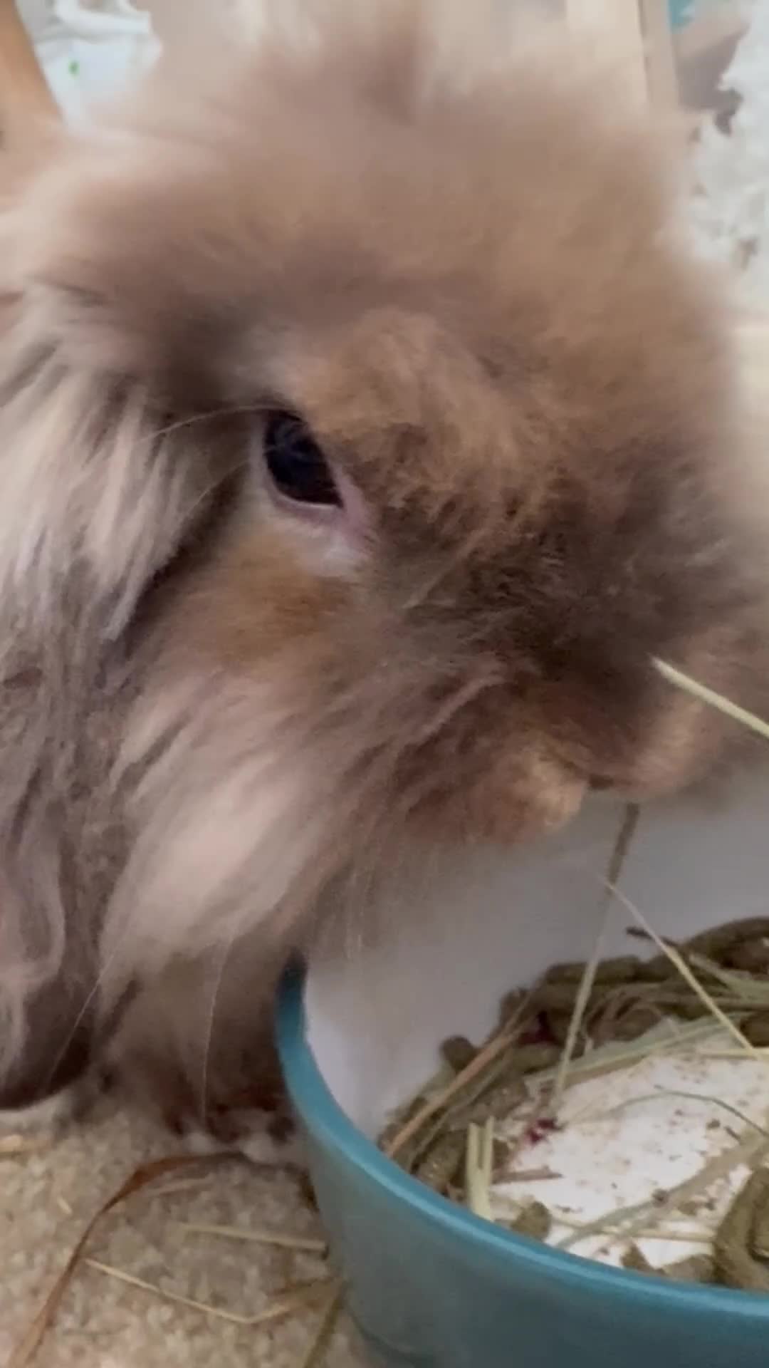 Lionhead rabbits for sale: lottie the lionhead - Video 3