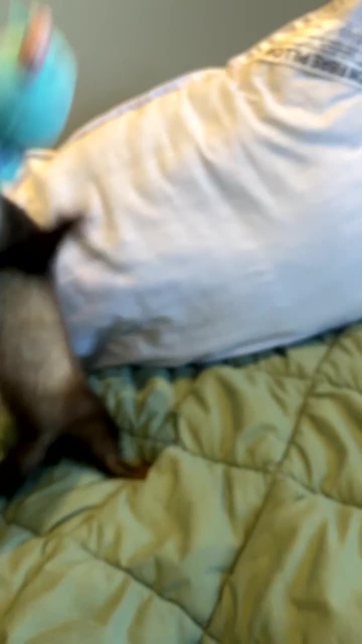 Ferret rodents for sale: Hob and cage - Video 2