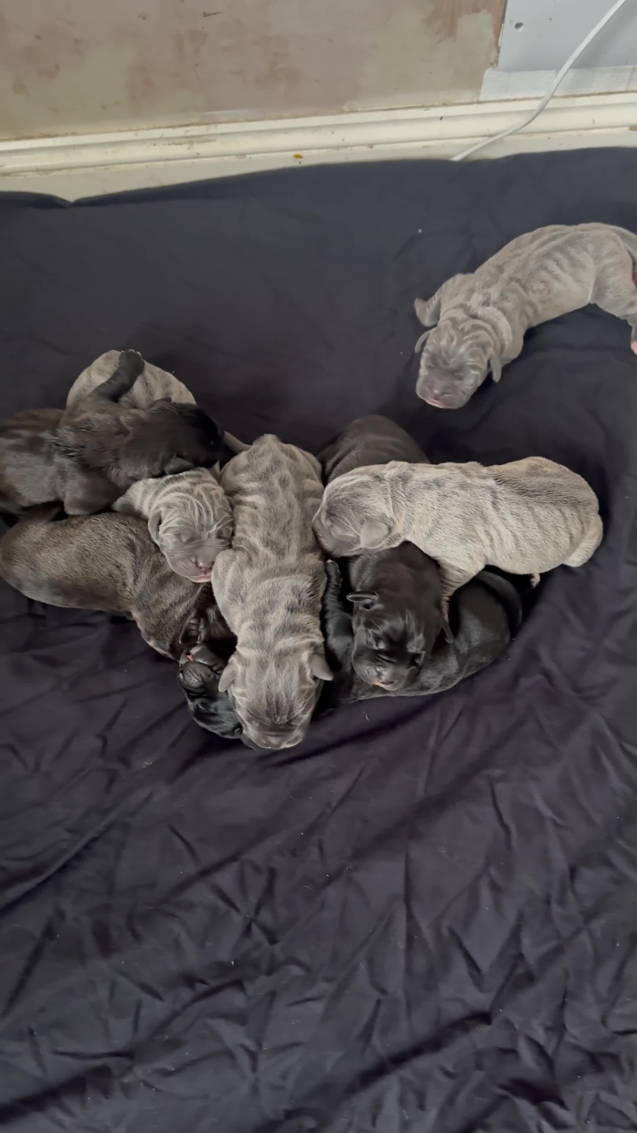 Cane Corso dogs for sale: Cane Corso Puppies -Ready in December  - Video 1