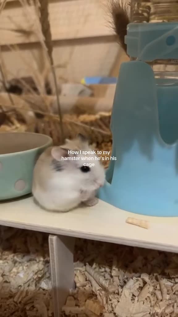 Hamster rodents for sale: Roborovski hamster w/full setup  - Video 2