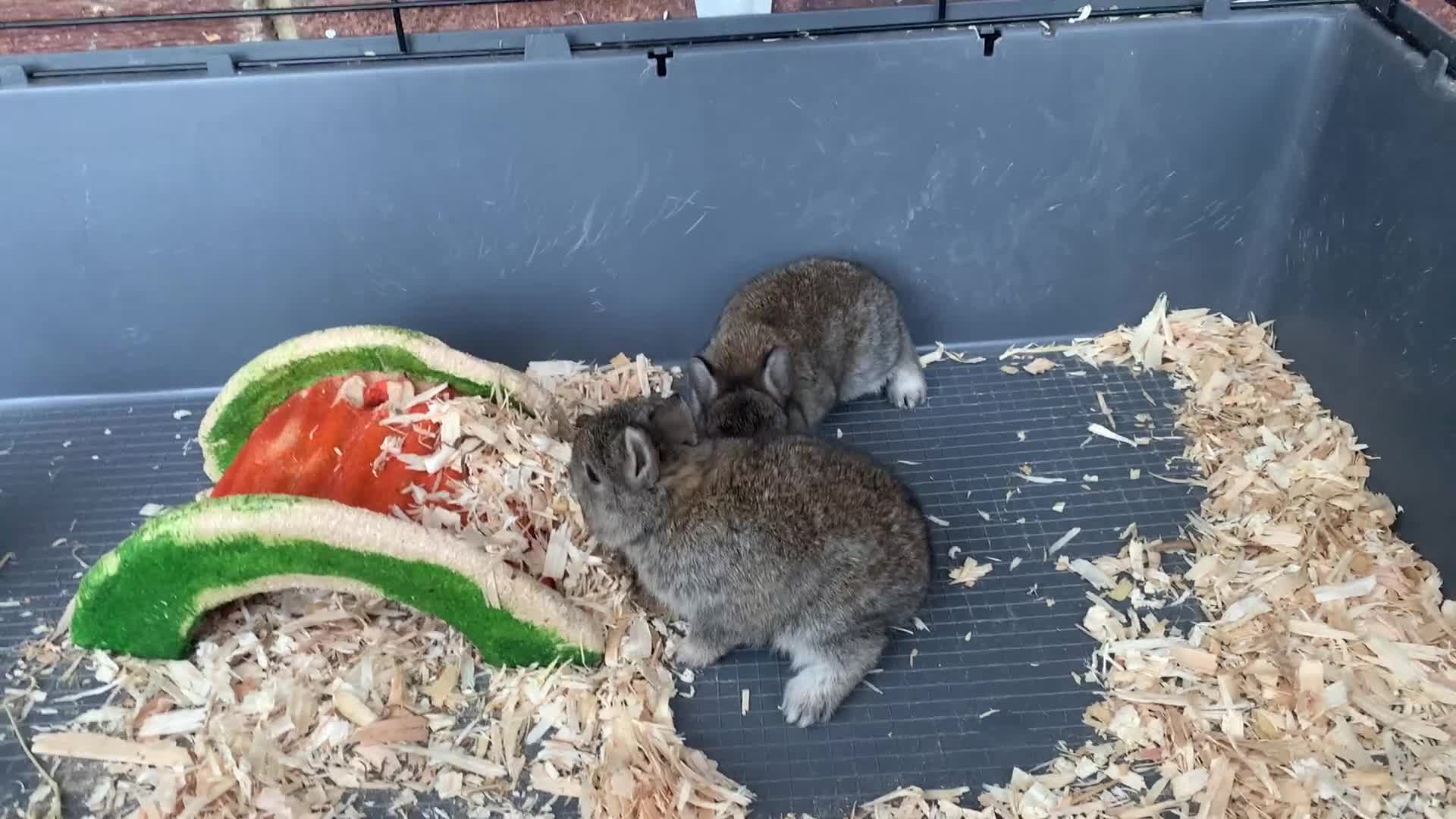 Netherland Dwarf rabbits for sale: Gorgeous Netherland Dwarf Rabbits - Ready in Sept - Video 5