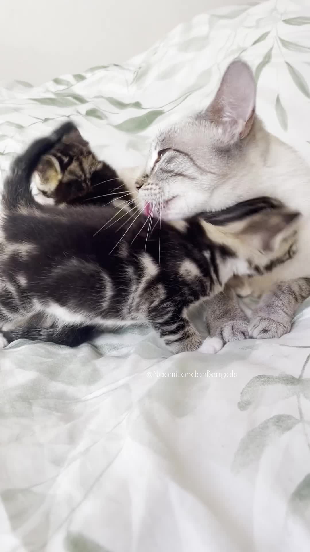 Bengal cats for sale: 💙🩵 BENGAL KITTENS 🩵💙 2 AVAILABLE! 🔥🔥 - Video 4