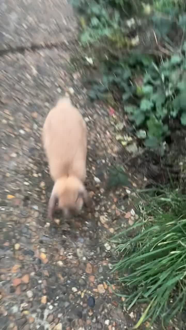 Mini Lop rabbits for sale: Mini lop male Carmel  - Video 1