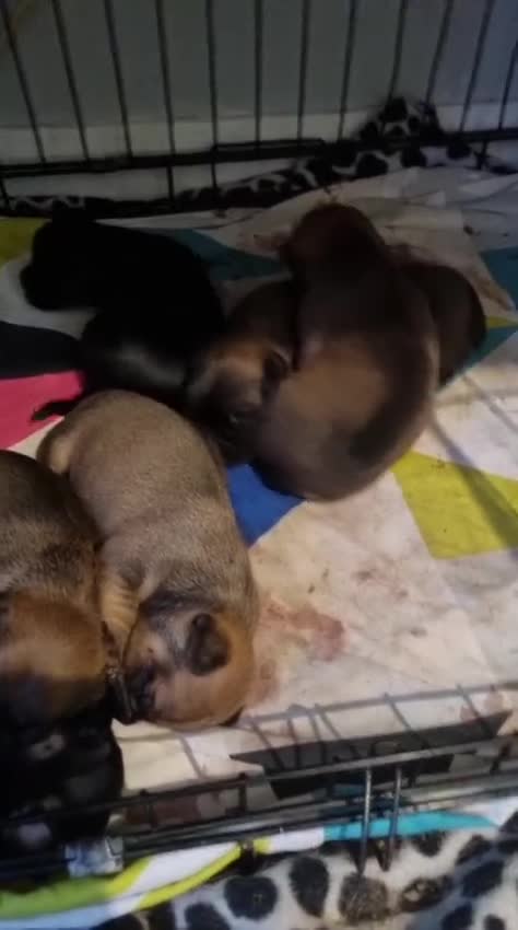 Mixed Breed dogs for sale: Dogs for sale - Video 1