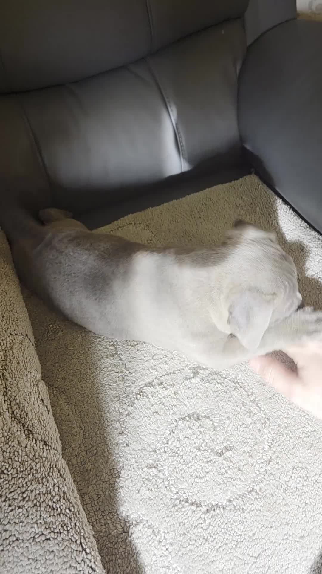 Staffordshire Bull Terrier dogs for sale: Blue bitch staff - Video 1