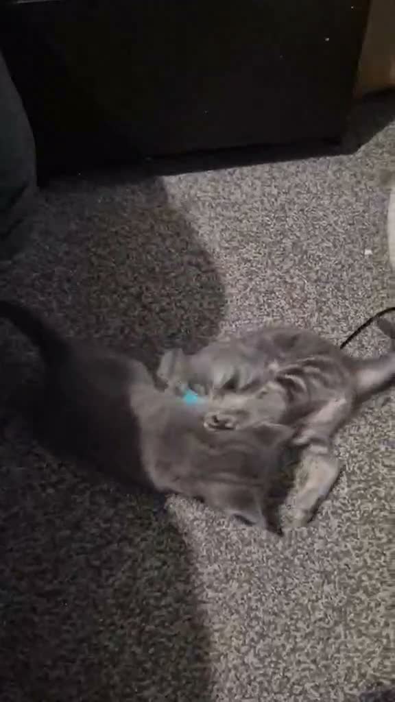 Mixed Breed cats for sale: Gorgeous grey kitten - Video 1