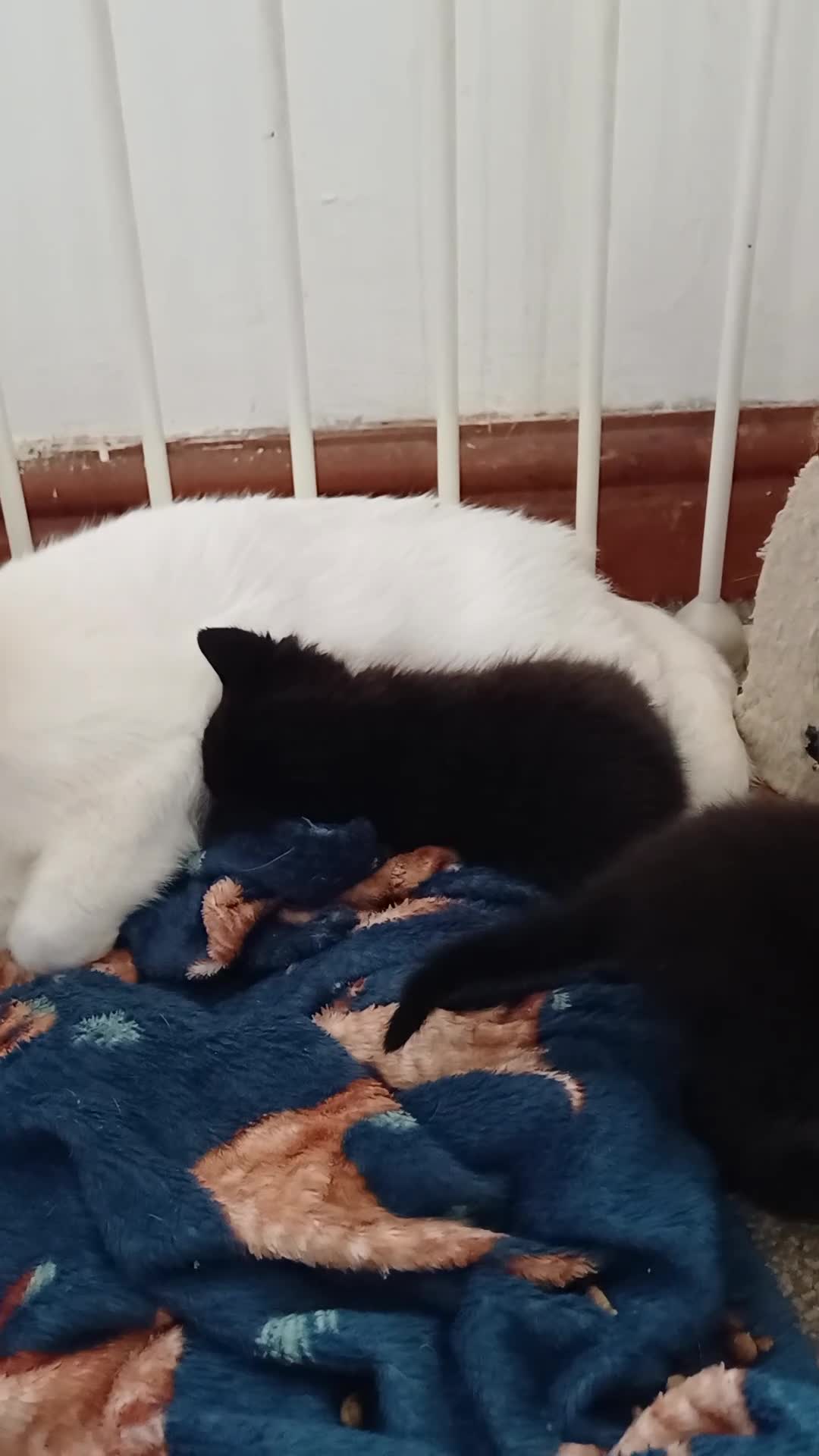 Mixed Breed cats for sale: Beautiful kittens  in Hornsea - Video 1